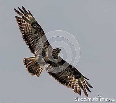 Low-angle of gyrfalcon flying over cloudy and gloomy sky Stock Photo