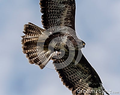 Low-angle of gyrfalcon flying over cloudy and gloomy sky Stock Photo