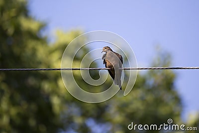 Low angle horizontal view of pretty mourning dove perched on wire in dappled light Stock Photo