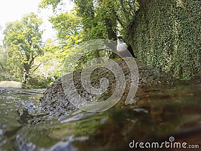 White-throated dipper, Cinclus cinclus. Urban nature, river, Scotland Stock Photo