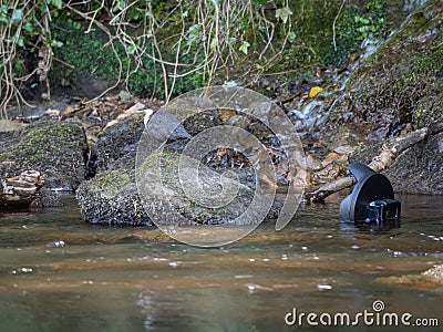 White-throated dipper, Cinclus cinclus. Urban nature, river, Scotland Stock Photo