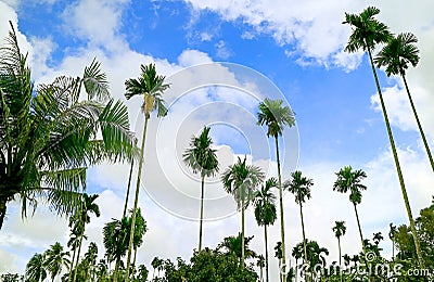 Low Angle of Large Group of Tall Palm Trees against Cloudy Blue Sky Stock Photo