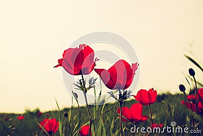 Low angle photo of red poppies against sky with light burst. vintage filtered and toned Stock Photo