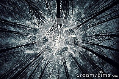 Low angle shot of bare trees in a forest in winter in Tuscany, Italy Stock Photo