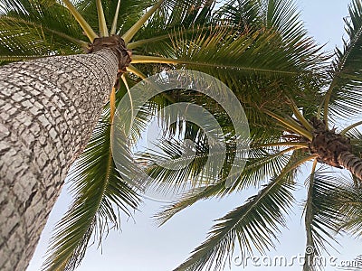Low angle shot of a giant palm tree with a cloudy sky on the horizon Stock Photo