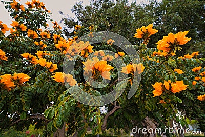 Low angle shot of a Golden African tulip tree with bright yellow flowers and green leaves Stock Photo