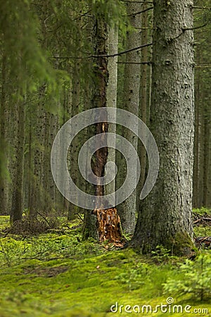 Low angle shot of gray trunks of trees in the forest Stock Photo