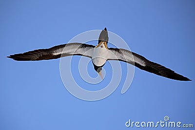 Low-angle shot of the Great albatross flying in the blue sky on a sunny day Stock Photo