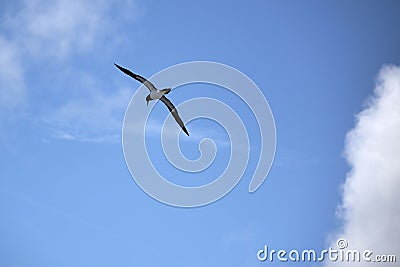 Low-angle shot of the Great albatross flying in the blue sky on a sunny day Stock Photo