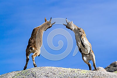 Low angle shot of jumping mountain goat Stock Photo