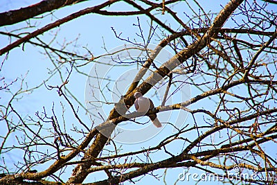 Low angle shot of a pigeon sitting on the branch of a leafless tree Stock Photo
