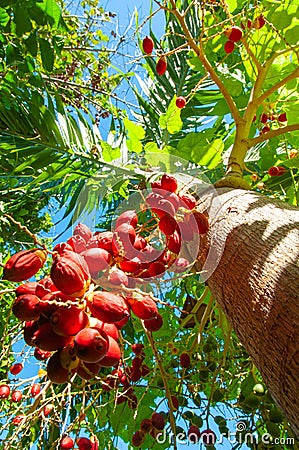 Low angle shot of the sweet fruits of the date palm tree Stock Photo