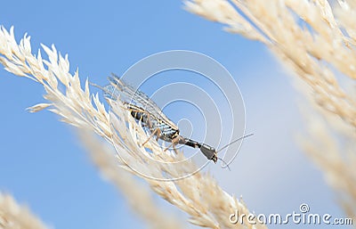 Black Snakefly over blue sky Stock Photo