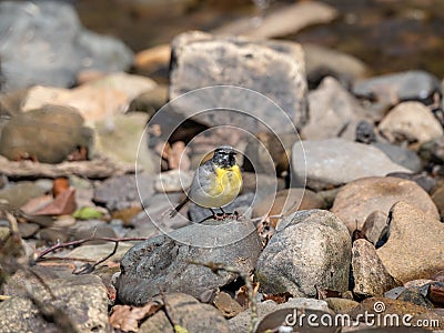 Grey wagtail, Motacilla cinerea. Urban nature, river, Scotland Stock Photo