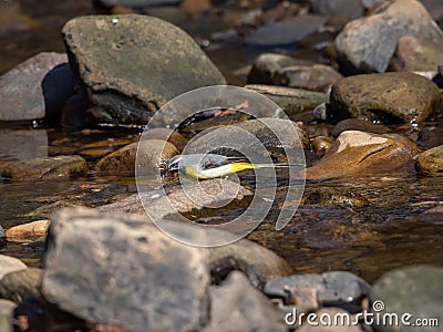 Grey wagtail, Motacilla cinerea. Urban nature, river, Scotland Stock Photo