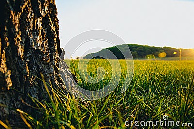 Low angle tree and grass Stock Photo