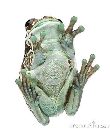 Low angle view of Amazon Milk Frog Stock Photo
