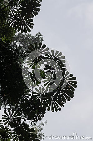 Low angle view of beautiful round leaves of tropical tree with bright sky in rain forest on Tiwai Island, Sierra Leone Stock Photo
