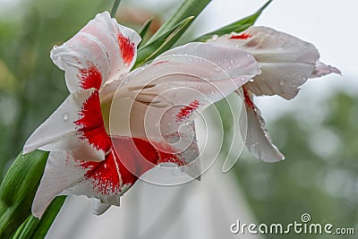 Low angle view of 'bizar' gladiolus flower Stock Photo