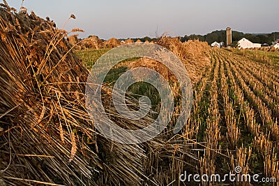 View of bunches of gathered wheat in a field, with Amish farm in the background Stock Photo