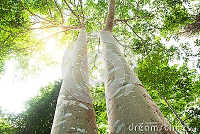 Low angle view of couple large banyan tree Stock Photo