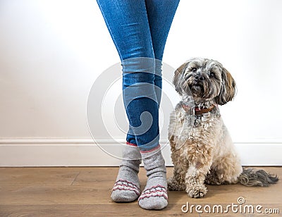 A cute furry dog sitting obediently next to its owner Stock Photo