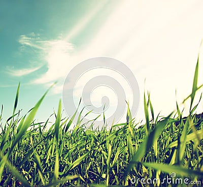 Low angle view of fresh grass against blue sky with clouds. freedom and renewal concept Stock Photo