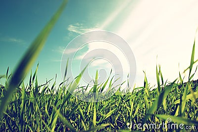 Low angle view of fresh grass against blue sky with clouds. Stock Photo