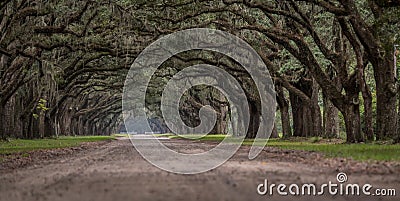 Low Angle View of Live Oak Trees Stock Photo