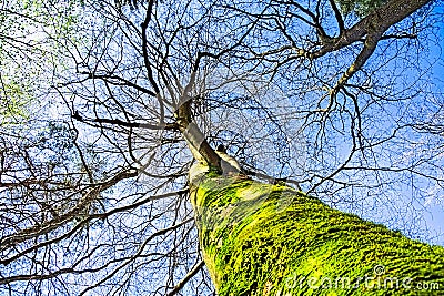 Low-angle view of moss-covered tree Stock Photo