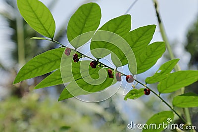 Low angle view of the purplish colored star gooseberry flowers bloom on a leaflet Stock Photo