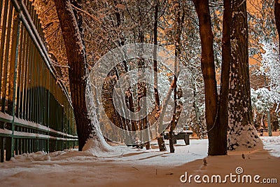 Low angle view of a row of trees in a park, near a green fence, at night, in Winter Stock Photo