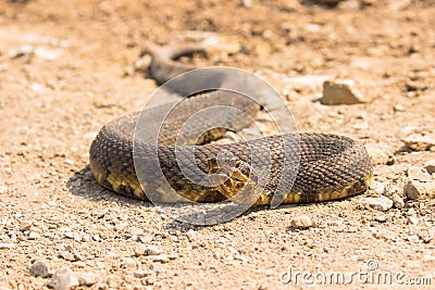 Low angle view of water moccasin Stock Photo