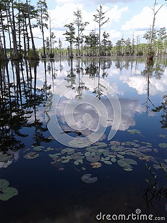 Water lowcountry swamp bauyo cypress trees sky clouds reflection Stock Photo