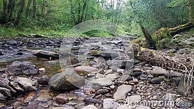 Small Woodland Stream Stock Photo