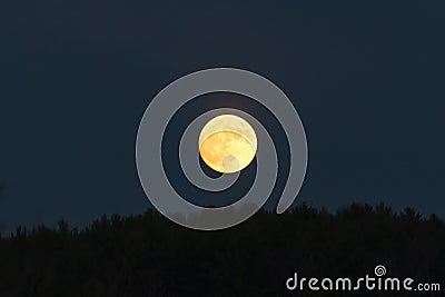 Low golden moon in the dark sky just above the tree line Stock Photo