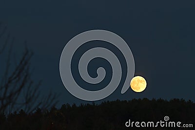 Low golden moon in the dark sky just above the tree line Stock Photo