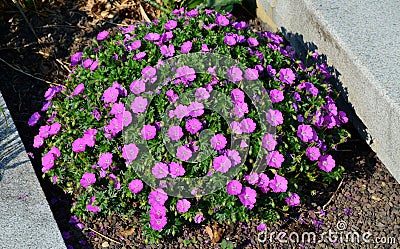 Is a low growing variety, much loved because of its bright reddish purple coloured flowers. This variety is an exceptionally good Stock Photo