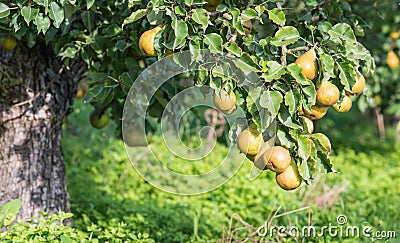 Low-hanging fruit in an orchard Stock Photo