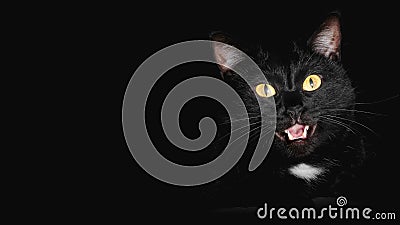 Low key cat - With big yellow demon eyes - black background Stock Photo