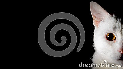 Low key cat - With big yellow demon eyes - black background Stock Photo