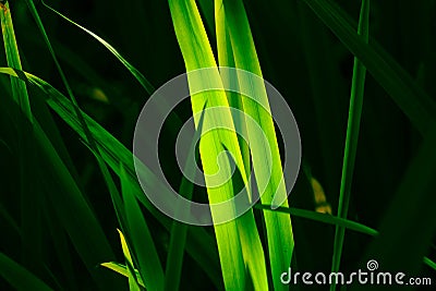 Low key dramatic image of close up green pandan leaves in the garden. Stock Photo