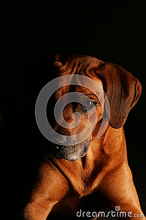 Low Key Head Shot Rhodesian Ridgeback Stock Photo