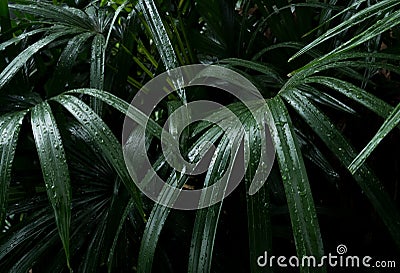 Low key lighting Nature background, Water drop on green leaves Stock Photo