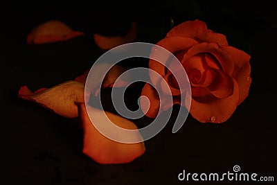 Low key lighting with an orange rose and applying rule of thirds Stock Photo