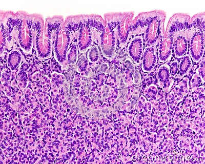 Surface of gastric mucosa Stock Photo