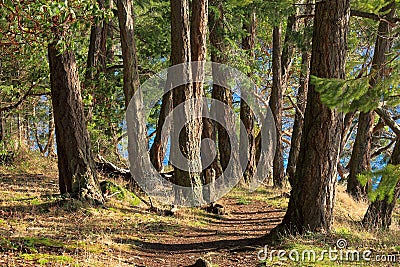 Trail in Coastal Douglas Fir and Arbutus Forest in Evening, Montague Provincial Park, Galiano Island, British Columbia, Canada Stock Photo