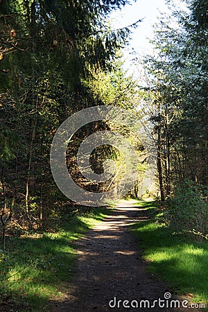 Low sun through trees in the woods Stock Photo