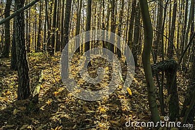 Low sunlight casting rays and shadows between trees in forrest Stock Photo