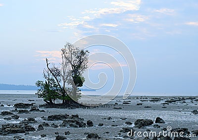 Low Tide with Mangrove Tree at Rocky Beach at Dawn - Vijaynagar Beach, Havelock Island, Andaman Nicobar, India Stock Photo